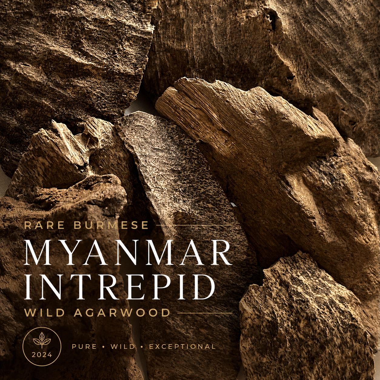 MYANMAR INTREPID 2024 • rare  Burmese wild agarwood • Myanmar (Burma)