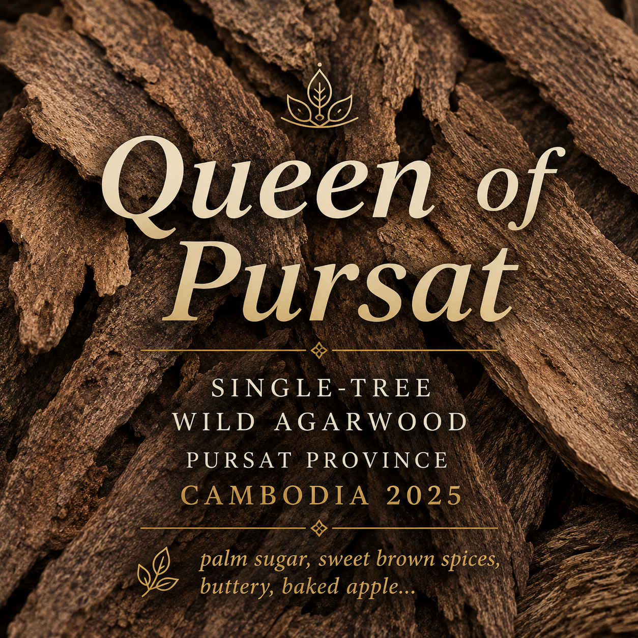 QUEEN OF PURSAT 2025 • single-tree wild raw agarwood • Pursat, Cambodia