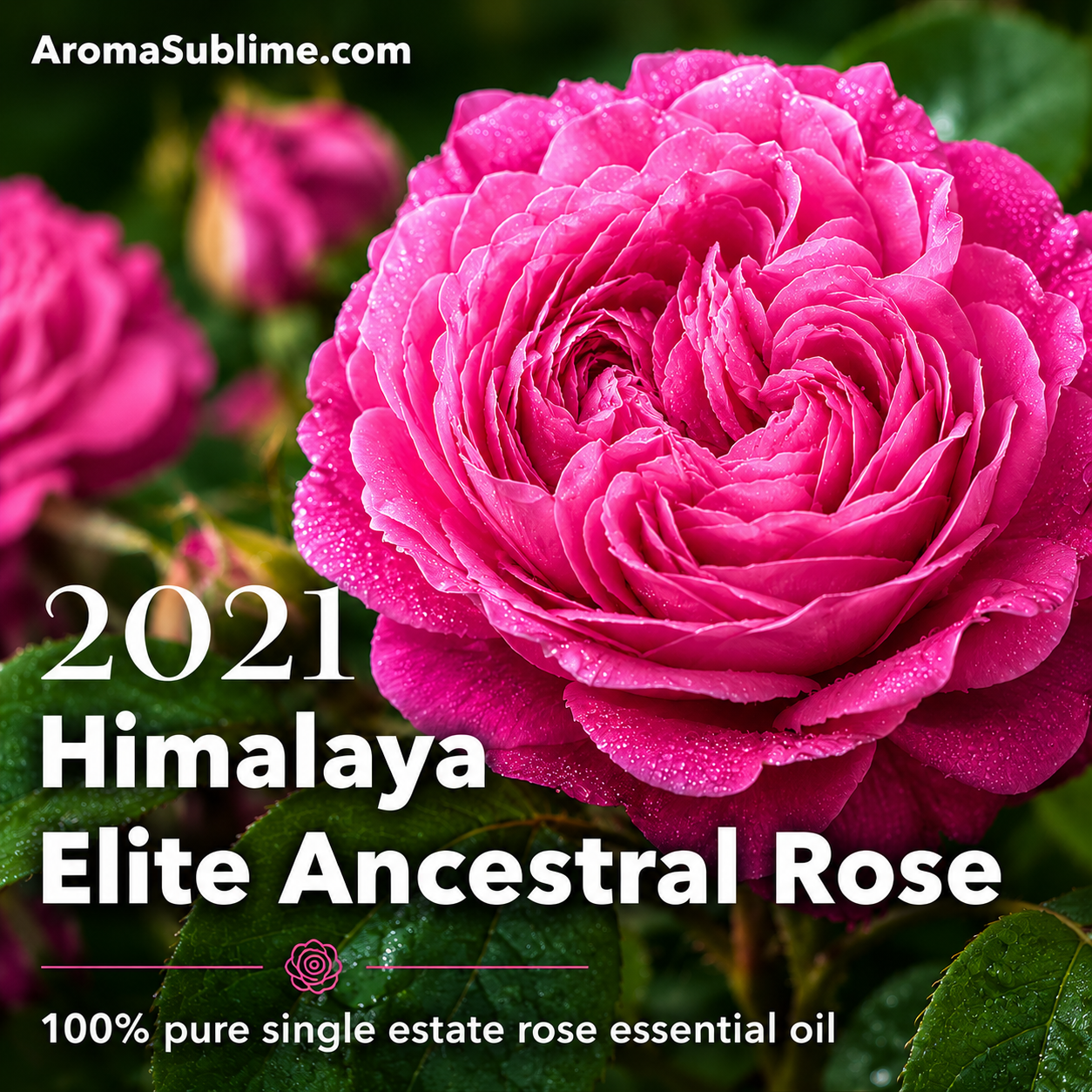 Himalaya Elite Ancestral Rose 2021 • 100% pure Himalayan Damascena Rose essential oil • Himalayan Kush Region