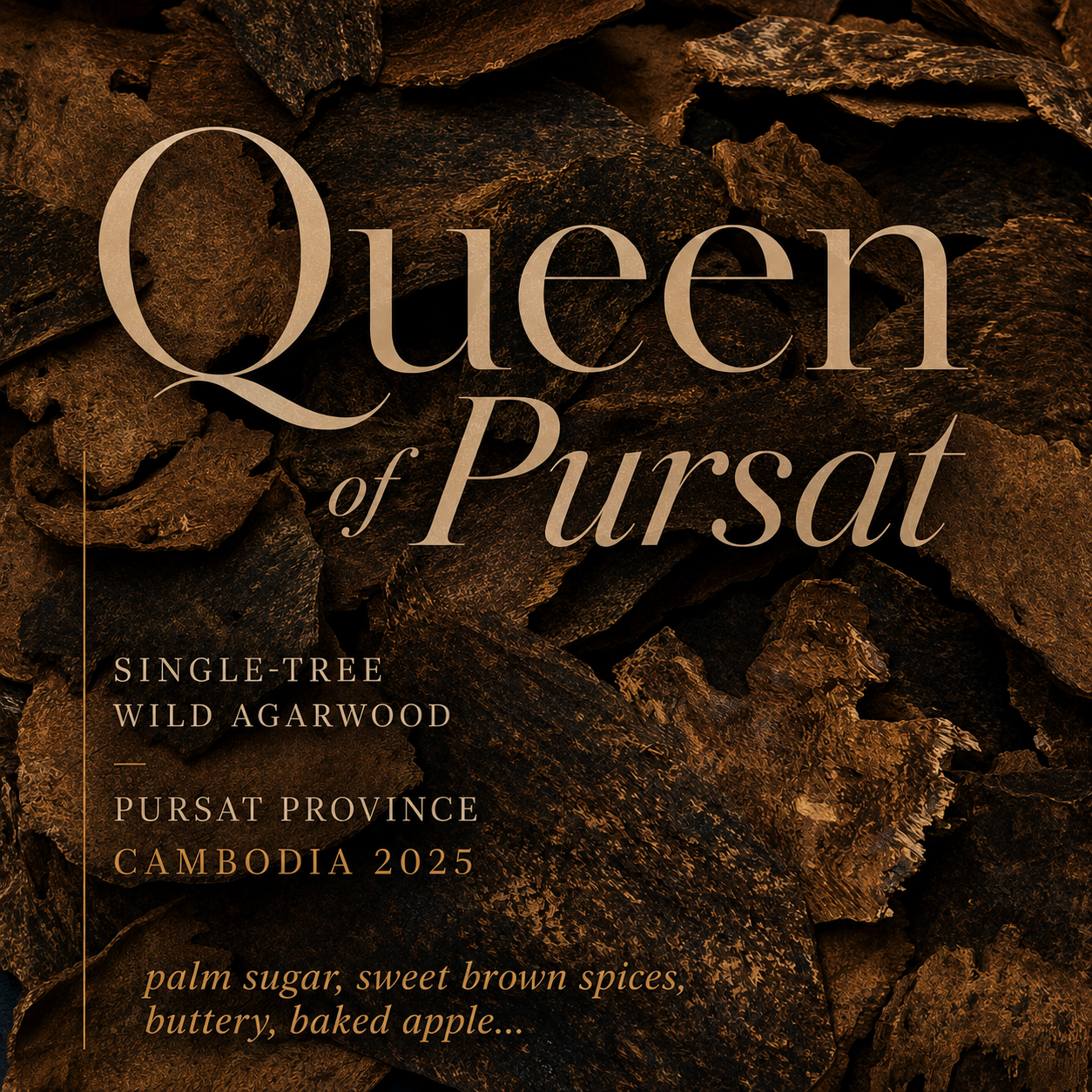 QUEEN OF PURSAT 2025 • single-tree wild raw agarwood • Pursat, Cambodia