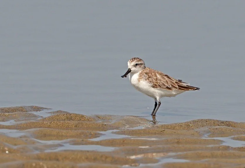 Shifting Skies: The Impact of Climate Change on Bird Migration and Conservation