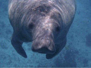 Starving Sea Cows & the Legal Frameworks Meant to Protect Them — The  Environment at 5280