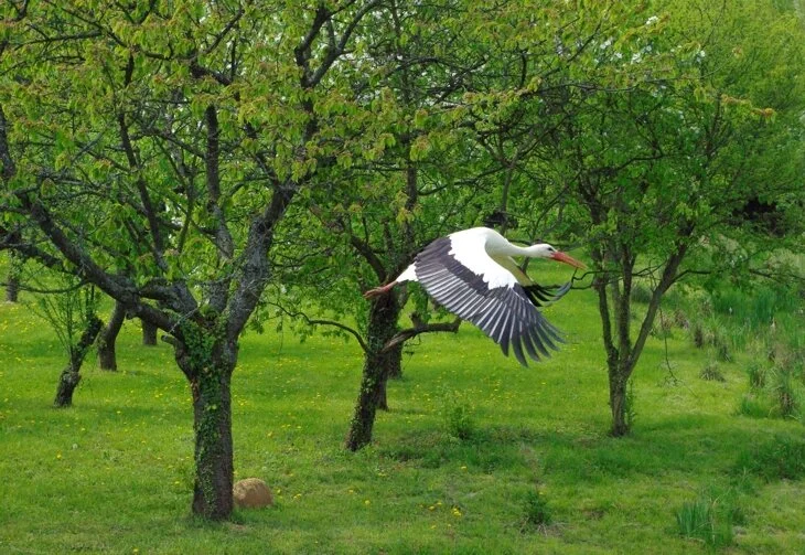   ON A WING AND A PRAYER  WAS TAKEN NEAR A STORK COLONY IN THE ALSACE REGION OF FRANCE 
