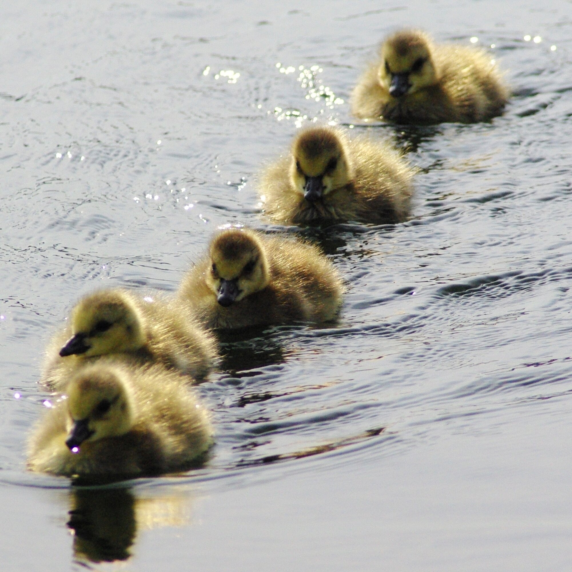 THE CHORUS LINE, ENGLISH BAY, VANCOUVER, CANADA 