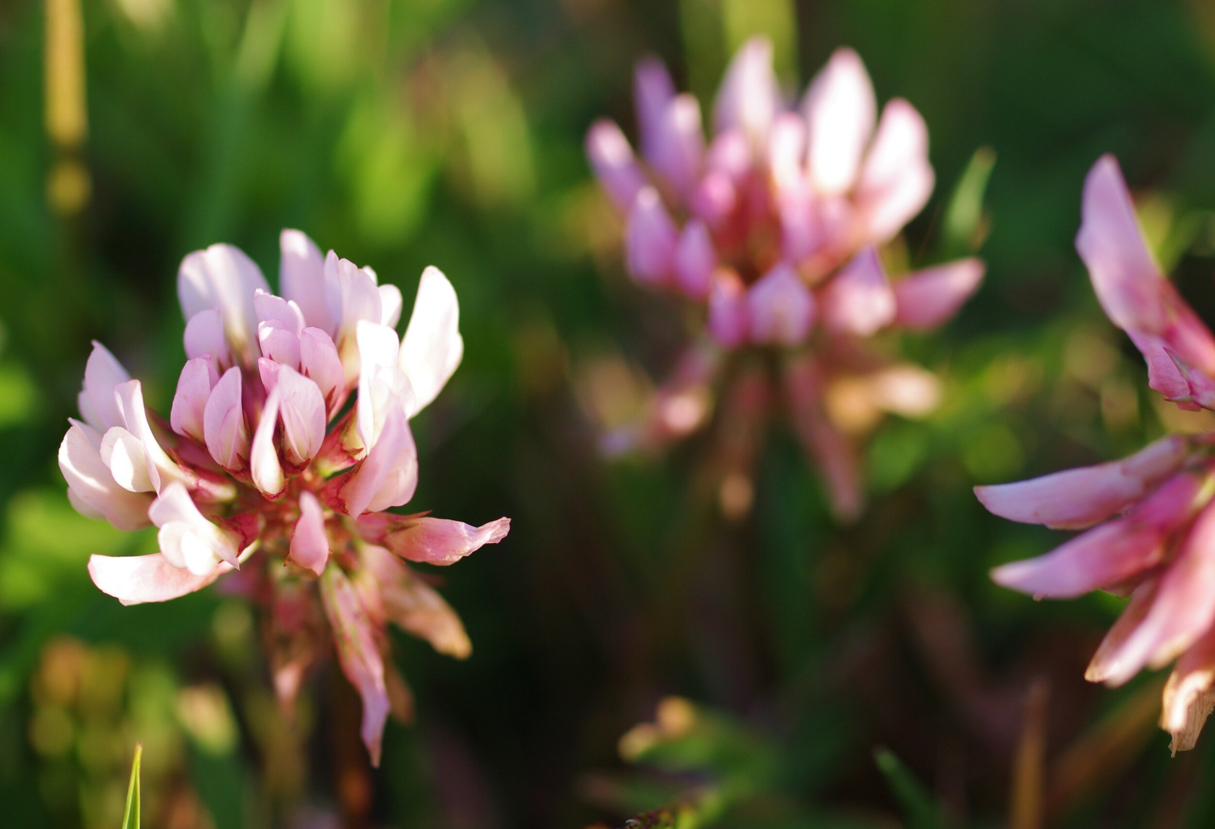  CLOVER NO LARGER THAN THE TIP OF MY LITTLE FINGER GLOWING IN THE FIRST RAYS OF LIGHT. BRITTANY, FRANCE 