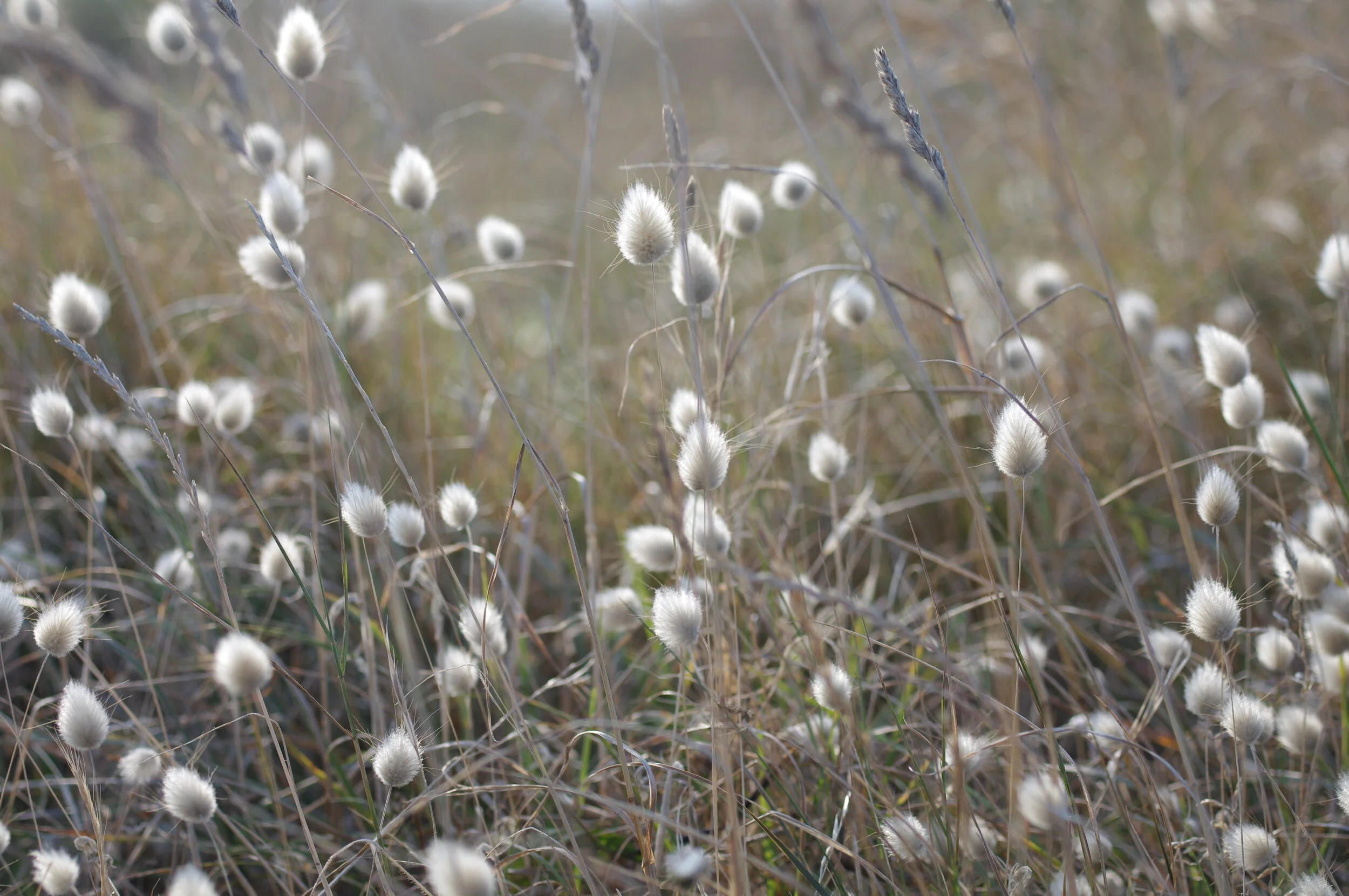  I NOTICED THESE SMALL WEEDS GROWING IN THE SAME AREA AS THE NEXT PICTURE…  THE NORTHERN COAST OF BRITTANY, FRANCE 