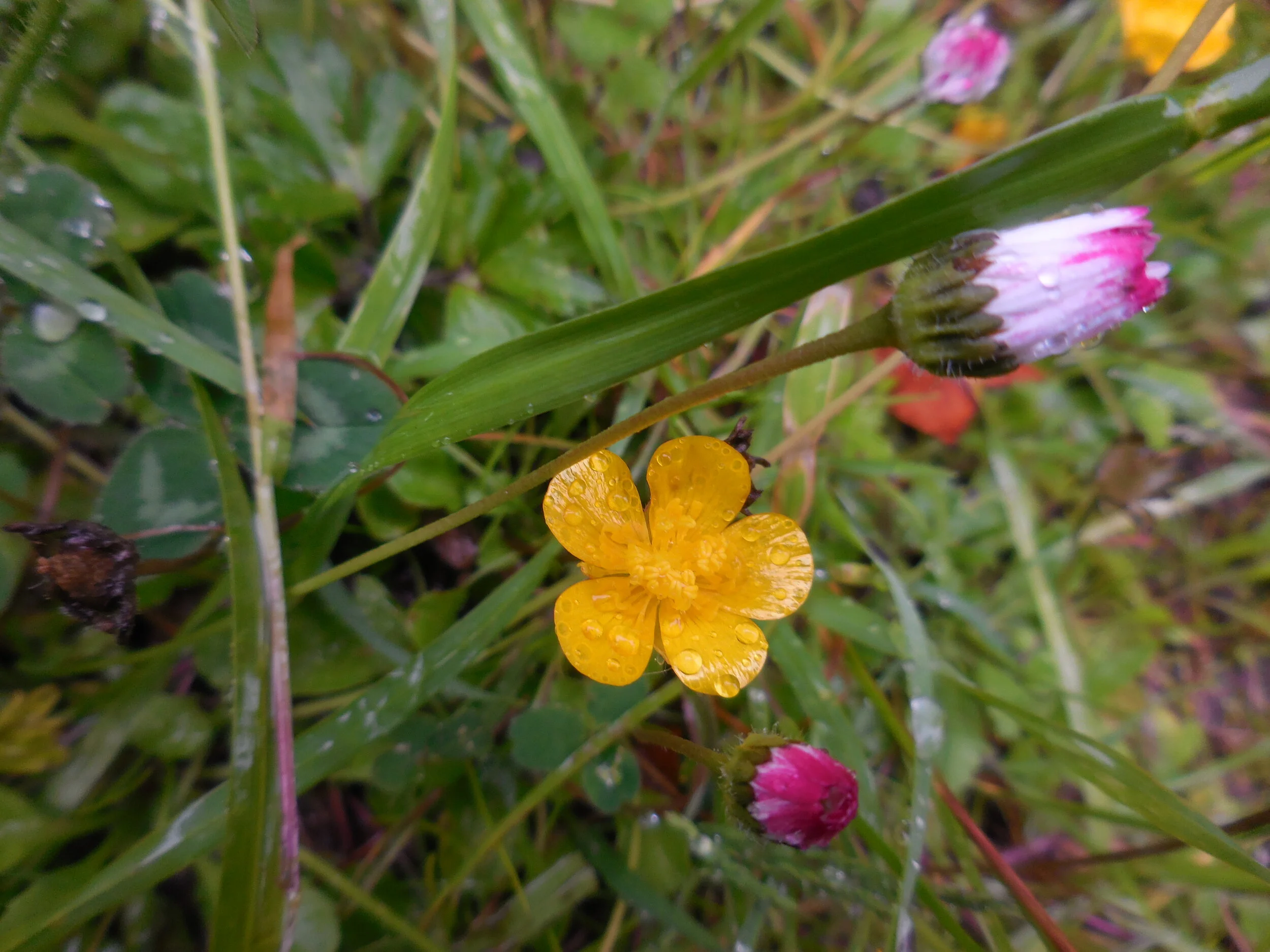  SPRING BREAKING FREE IN OVIEDO, SPAIN 