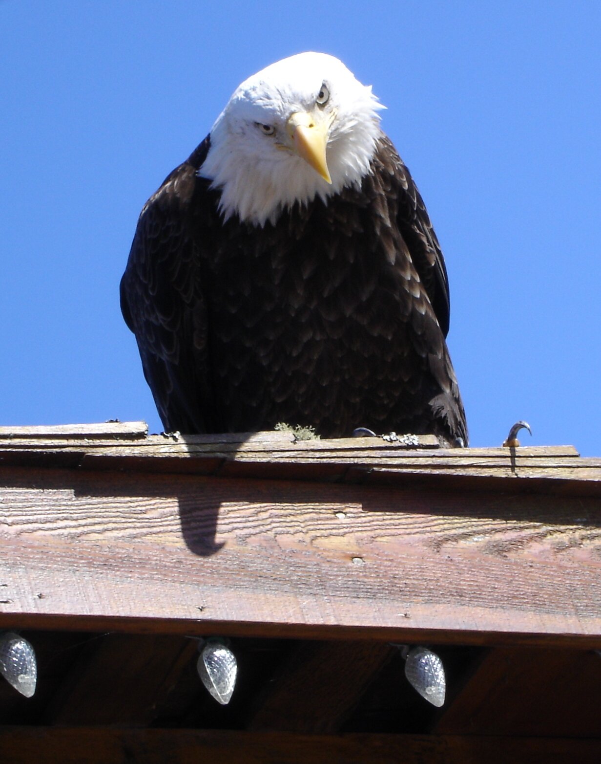  GETTING A CLOSER LOOK TO MAKE SURE… 