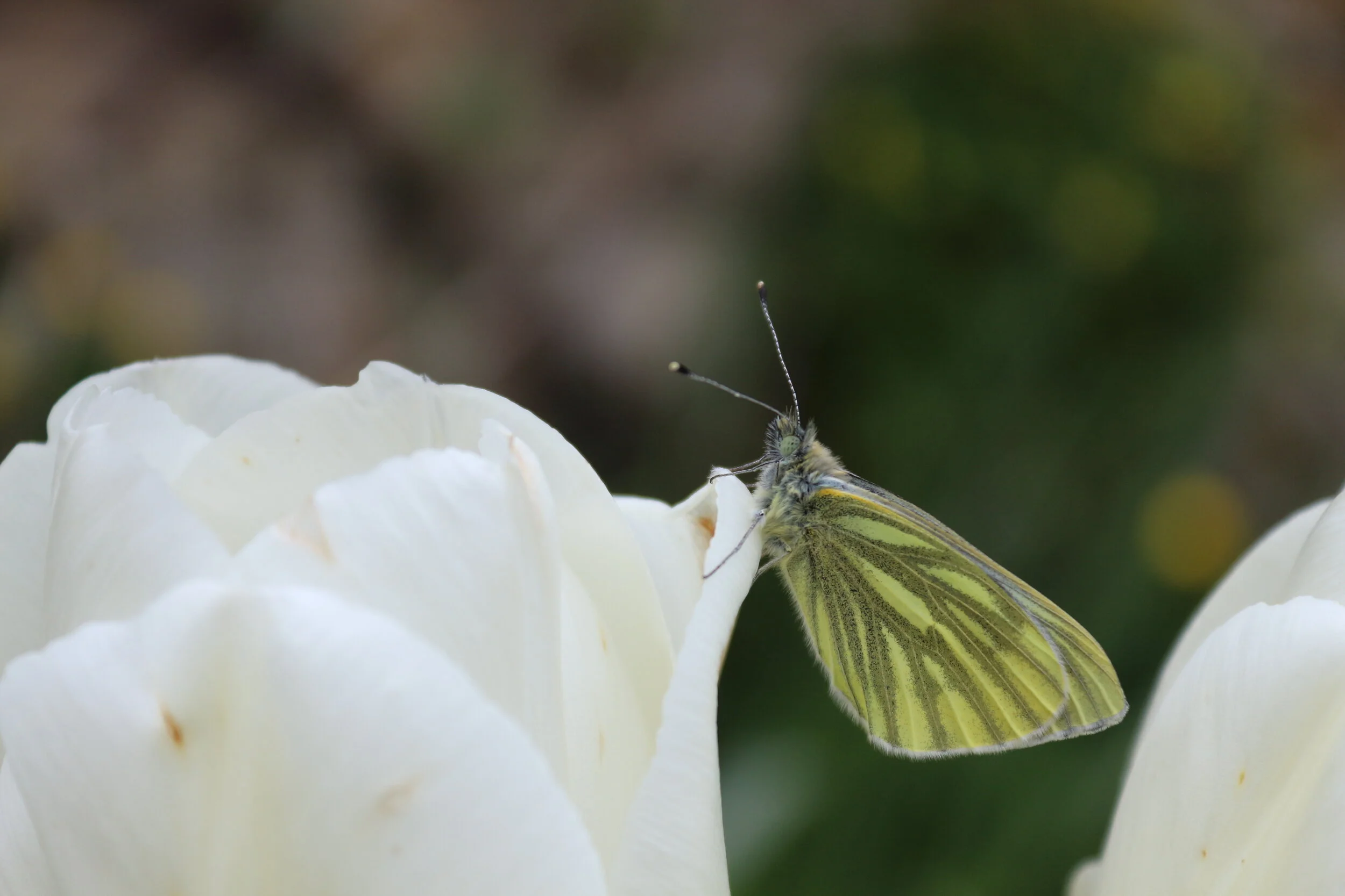  THIS BEAUTIFUL CREATURE JOINED A GROUP OF FRIENDS AS WE WALKED THE GROUNDS OF KELLIE CASTLE BEFORE ONE GLORIOUS AUGUST DAY.     LOCATED NEAR ANSTRUTHER, SCOTLAND 