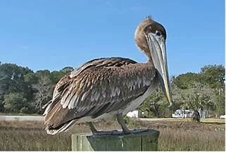 pelican.jpg