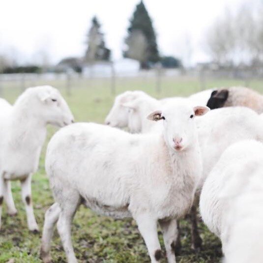 Hello Instagram! We are Three Sisters Livestock. We are proud to be a family-run sheep farm located in Canby, Oregon. Follow us here and on Facebook for updates and uplifting photos from our little slice of heaven 🐑 #threesisterslivestock #stcroixha