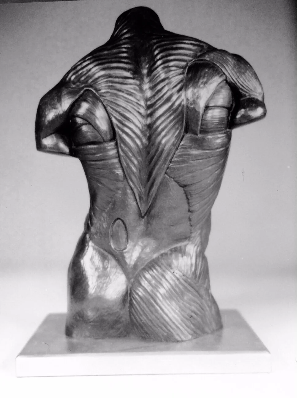 Male Torso