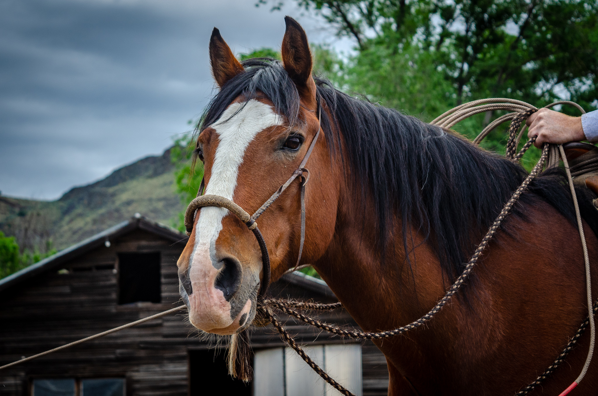 Hackamore horse at an Oregon branding