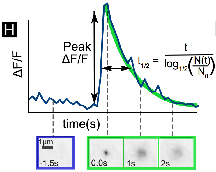 Spatiotemporal organization of exocytosis emerges during neuronal shape change