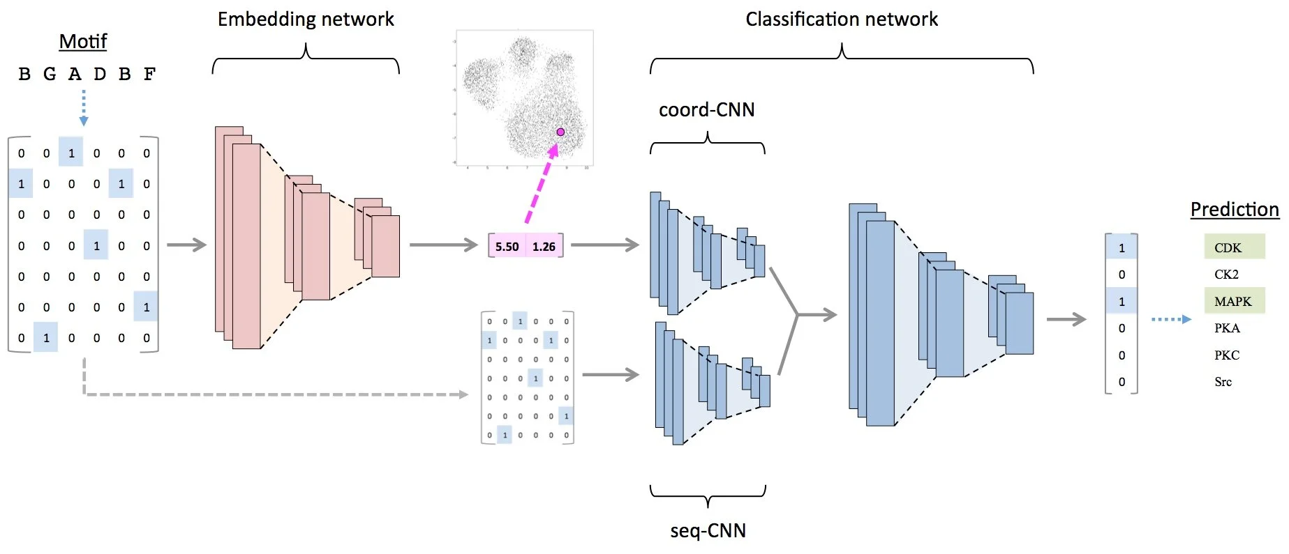 EMBER: A deep learning approach to predicting kinase-substrate phosphorylation events