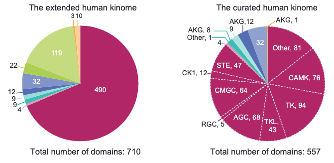 Exploring the understudied human kinome for research and therapeutic opportunities