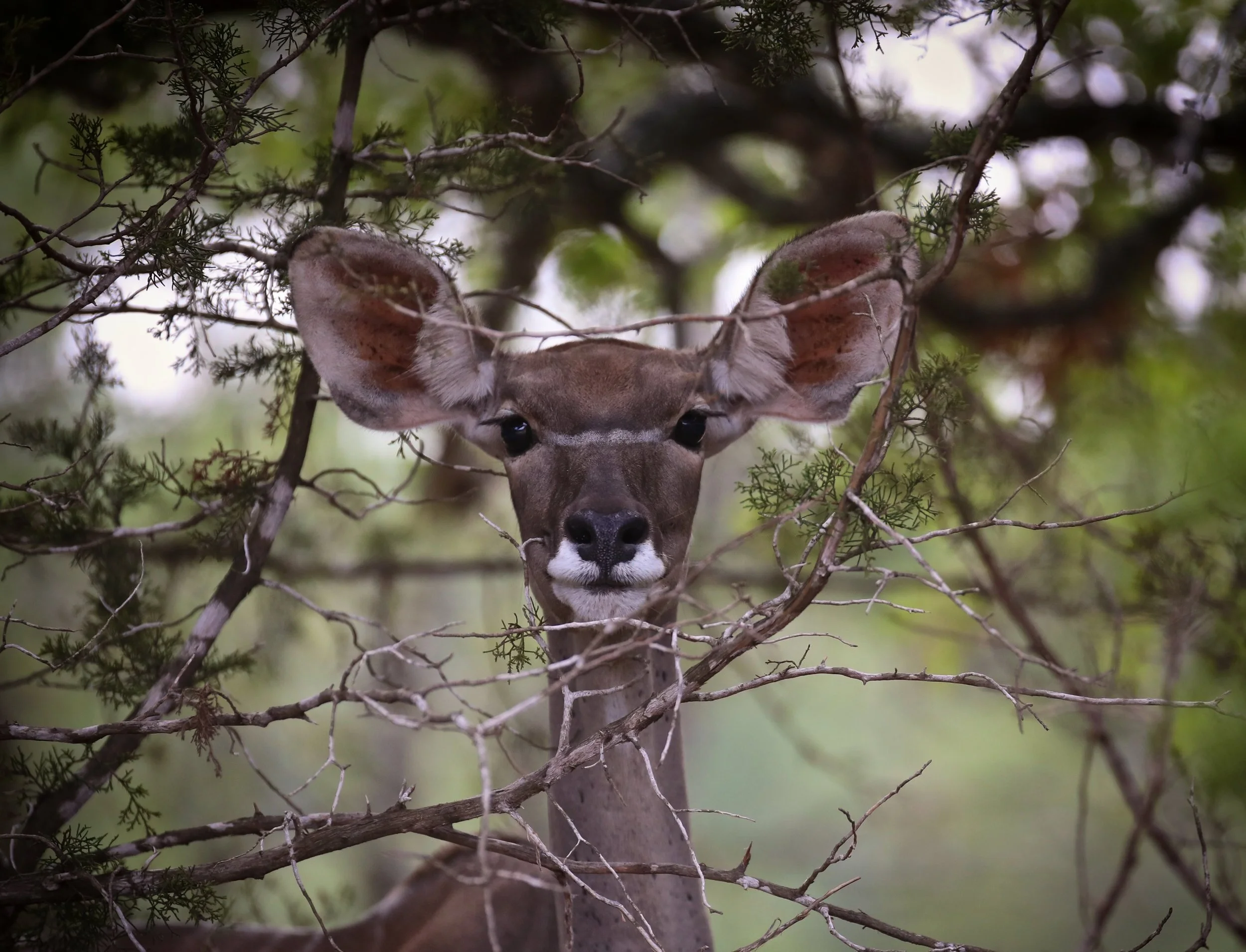 Female Greater Kudu