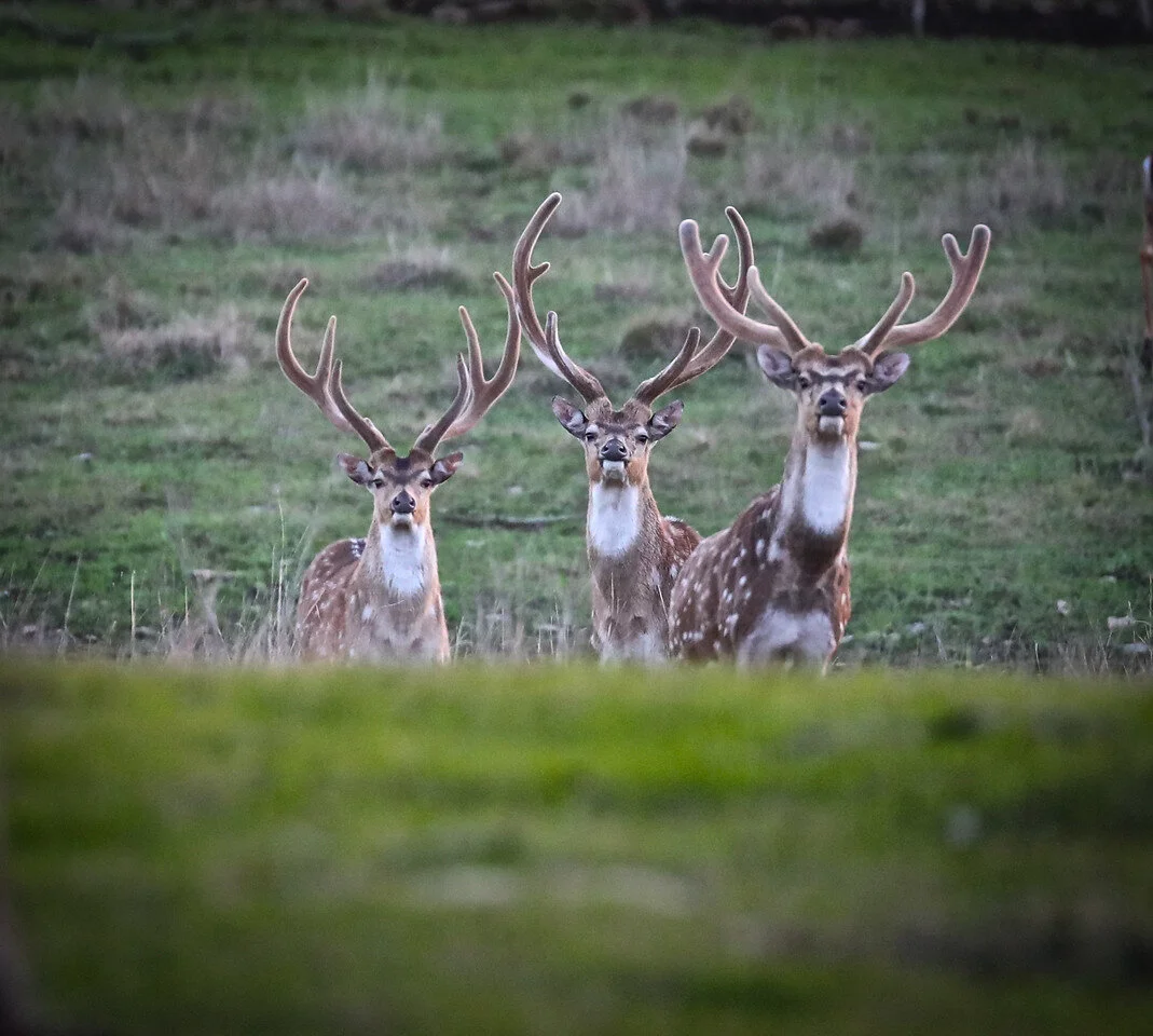 3 Male Axis Deer
