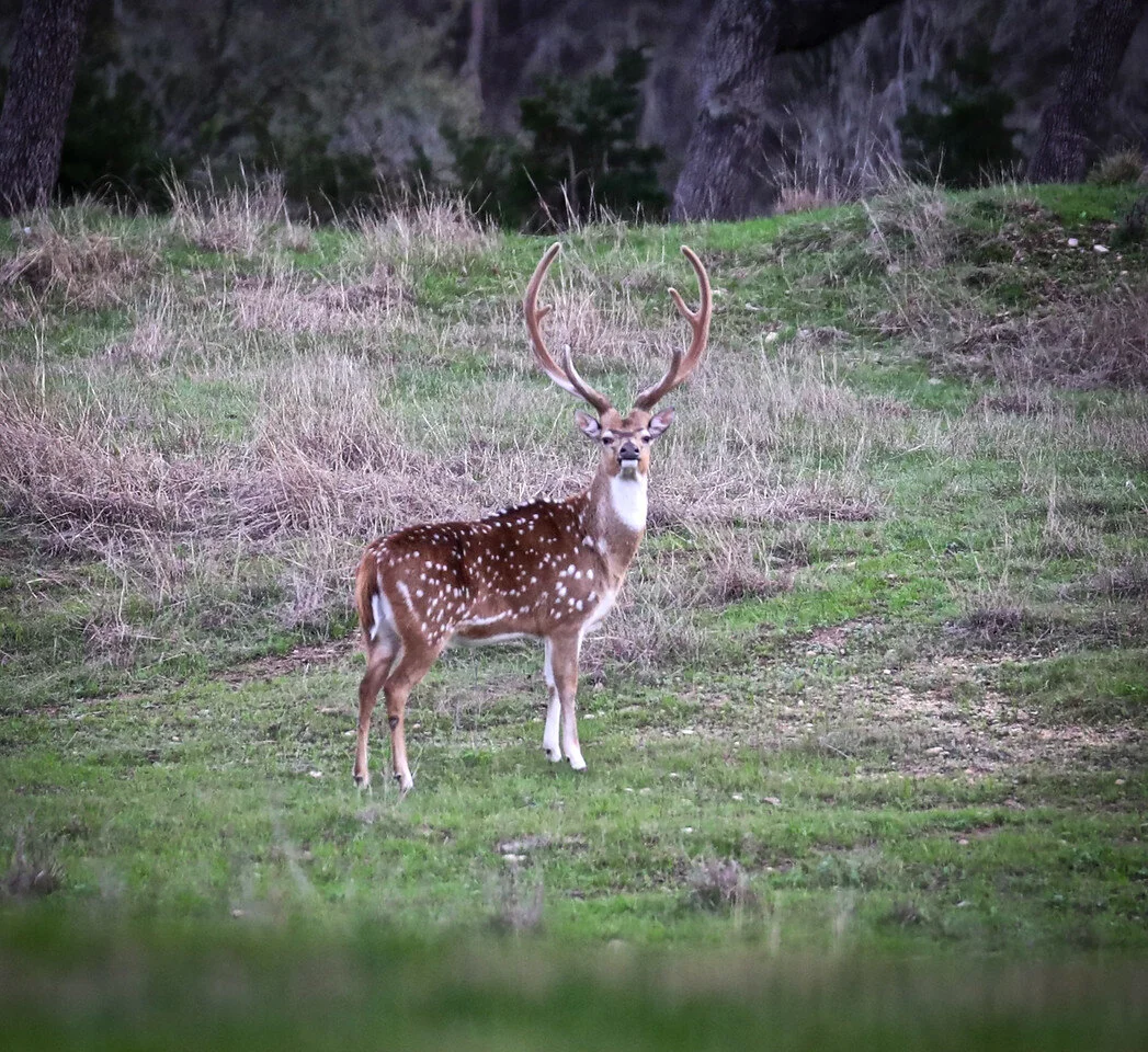 Male Axis Deer