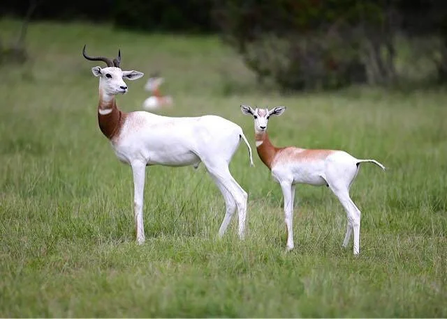Yearling Dama with Father