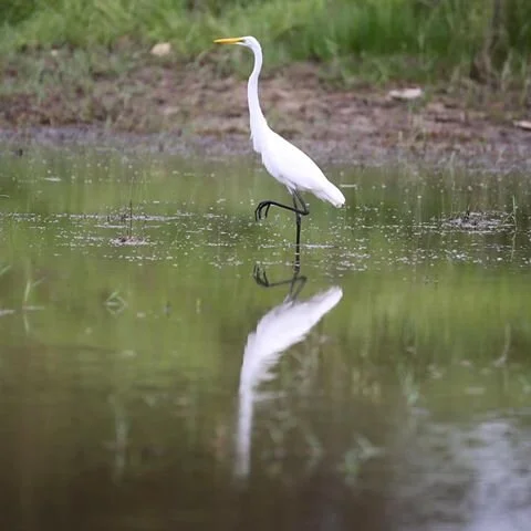 Great White Egret