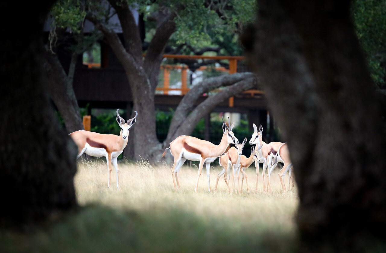 Family of Springboks