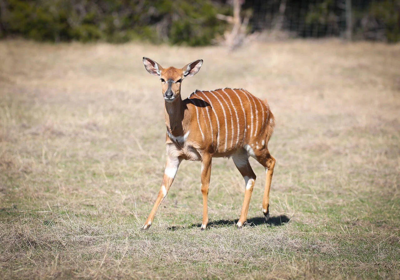 Female Nyala