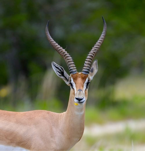Grant’s Gazelle