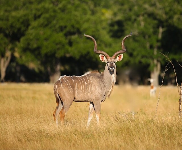 Male Greater Kudu