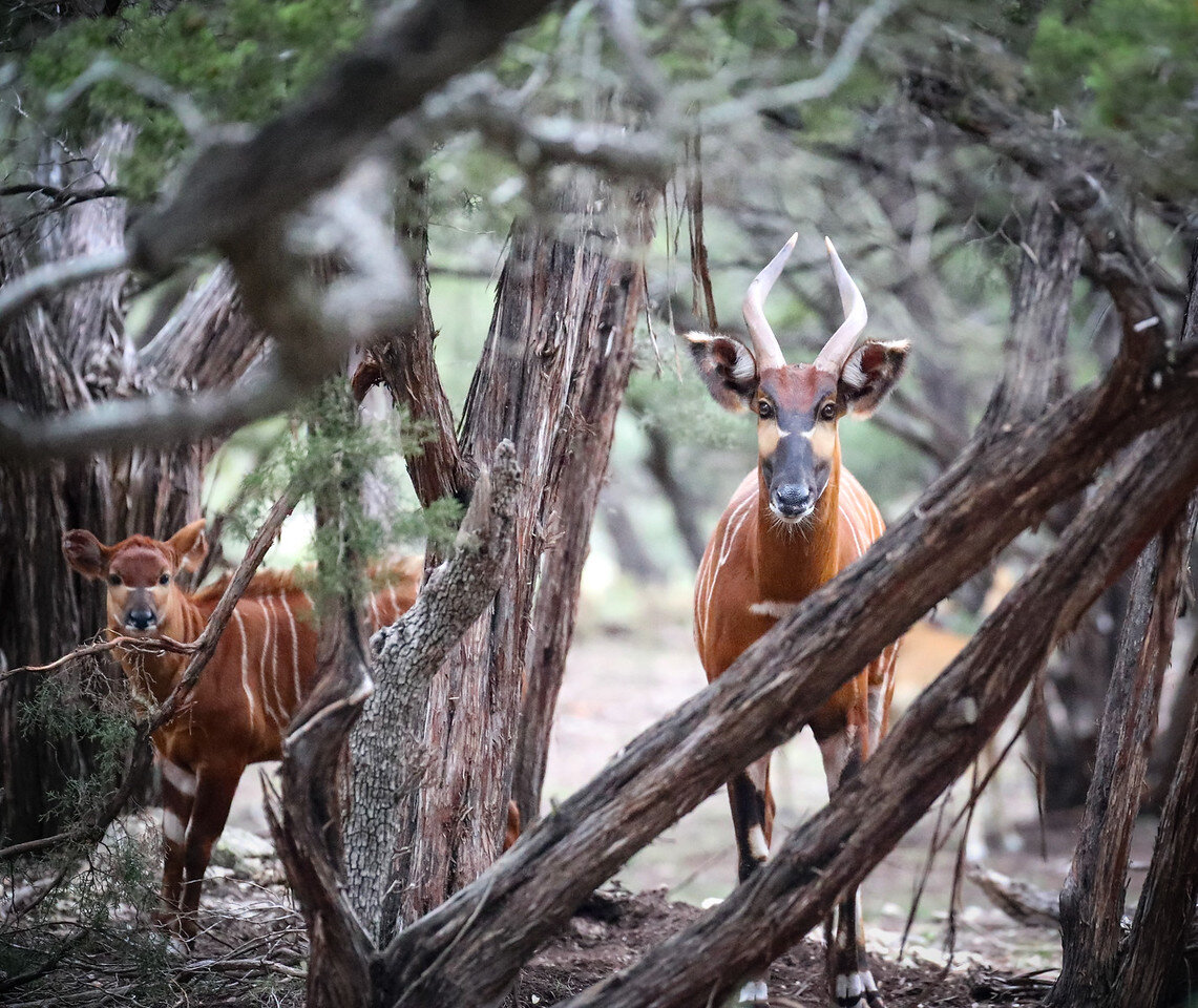 Female Bongo With Offspring
