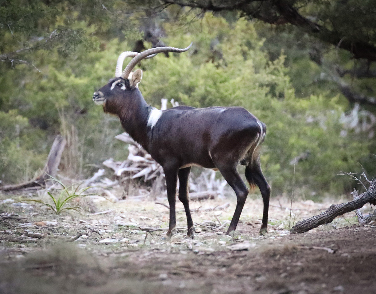 Male Nile Lechwe