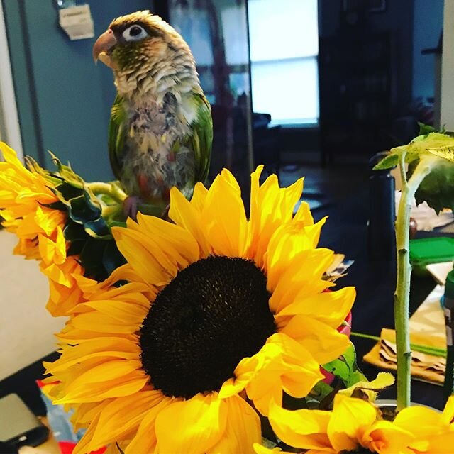 Awwwwwww ☀️🦜🌼🦜
#sunflower #petros #birblife #pineappleconure #conuresofinstagram #petsofinstagram #rescuebirdsofinstagram #bird #bouquet
