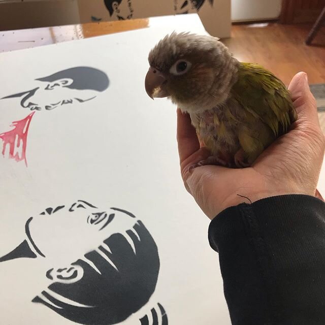 Art quarantine with green overlord day 8: painting with one hand and holding this bastard with the other. Otherwise nonstop shrieking .
#why #art #illustration #spraypaintart #conure #parrot #everythingisdifficult #quarantine