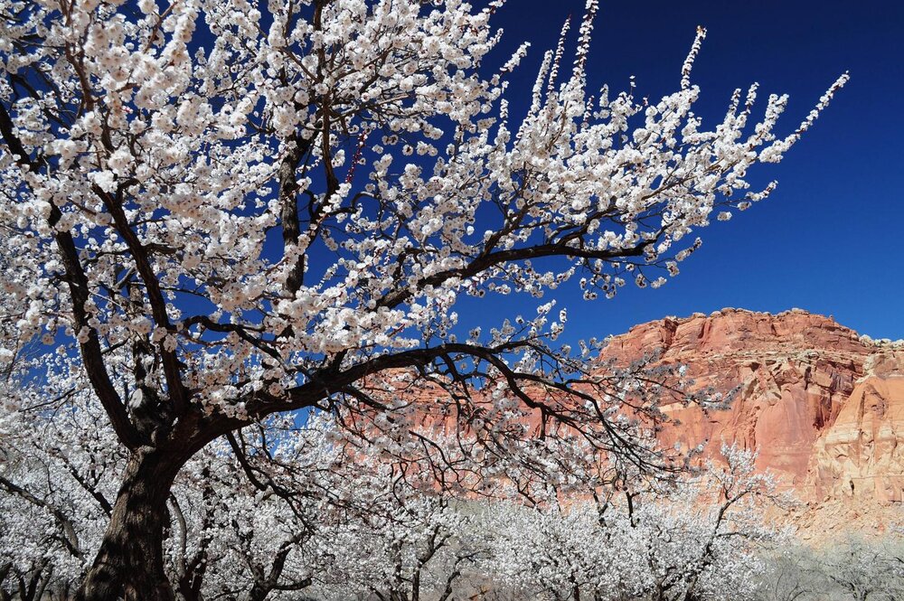  Peach tree bloom at Fruita Campground - Photo from AllTrails.com 