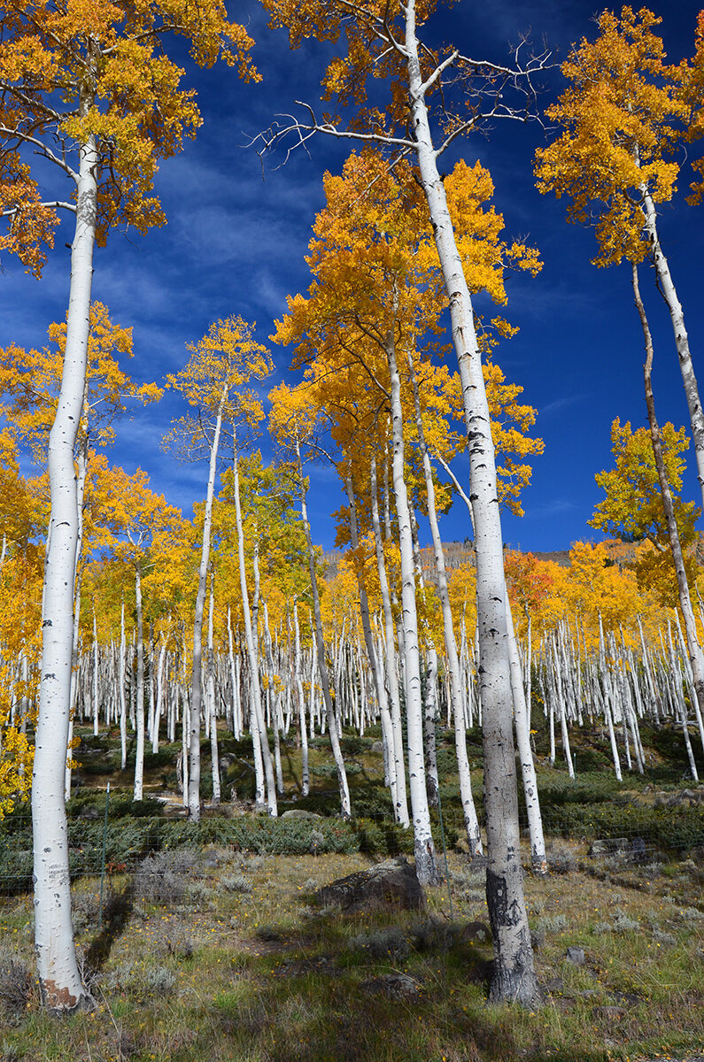  Pando Quaking Aspen Colony - Photo from fs.usda.go 