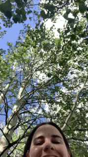  Pando Aspen Tree Colony  