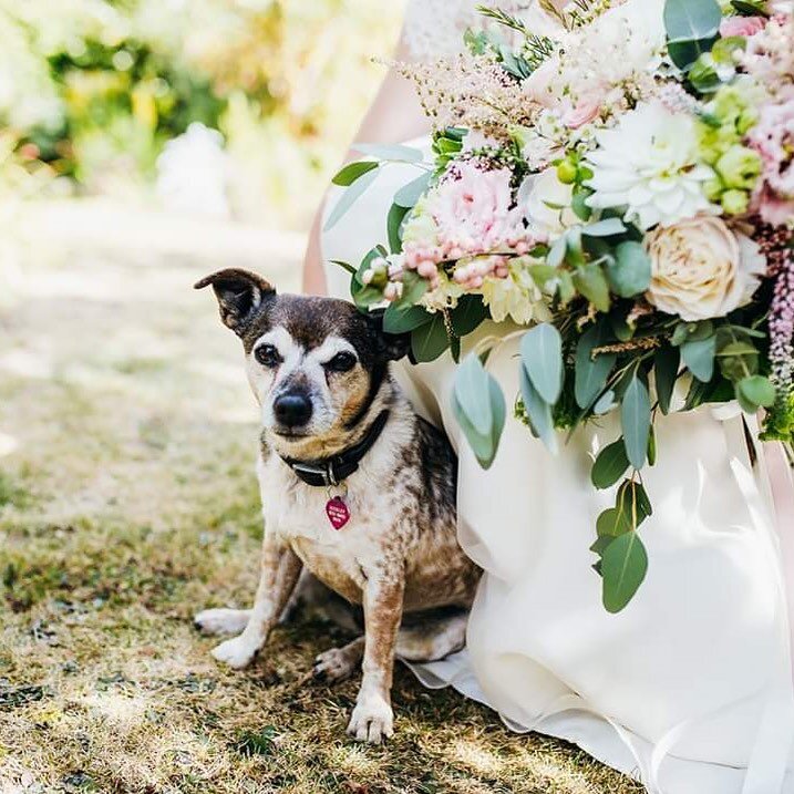 &ldquo;She loved me first&rdquo; 

Time flies it&rsquo;s does nt feel like a year since Ellies lovely wedding 

Photo @two_d_photography 

#weddingflowers #weddingflowerinspiration 
#davidaustinweddingroses #davidaustinkiera 
#pinkandivory 
#bridalbo