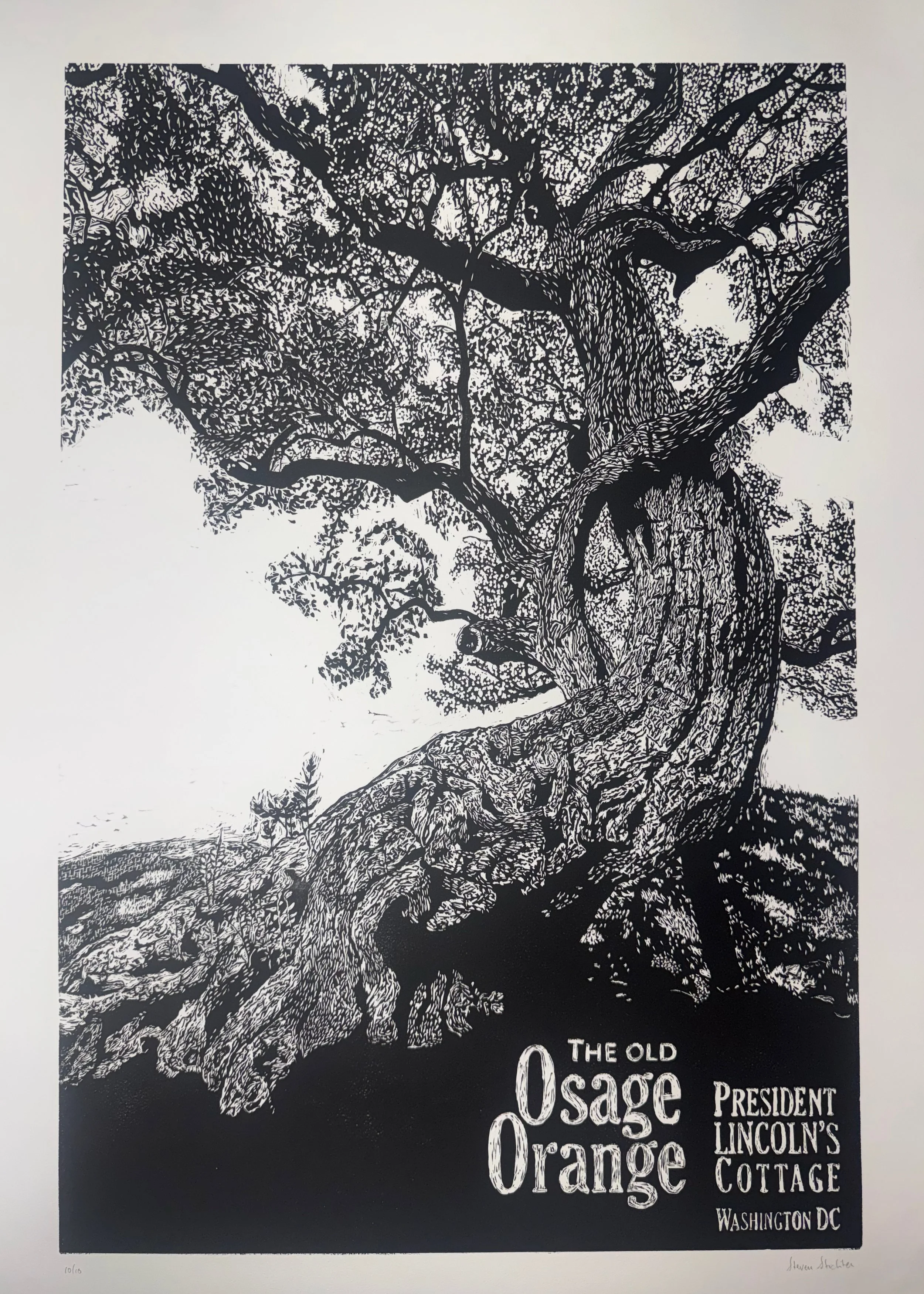 Old Osage Orange (2026)