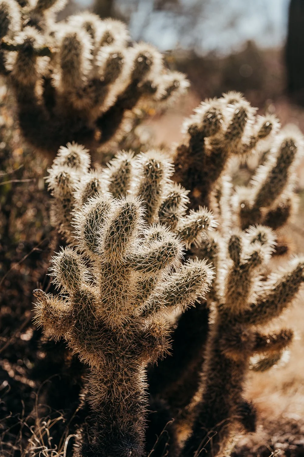 KateGardinerPhotography-3.jpg