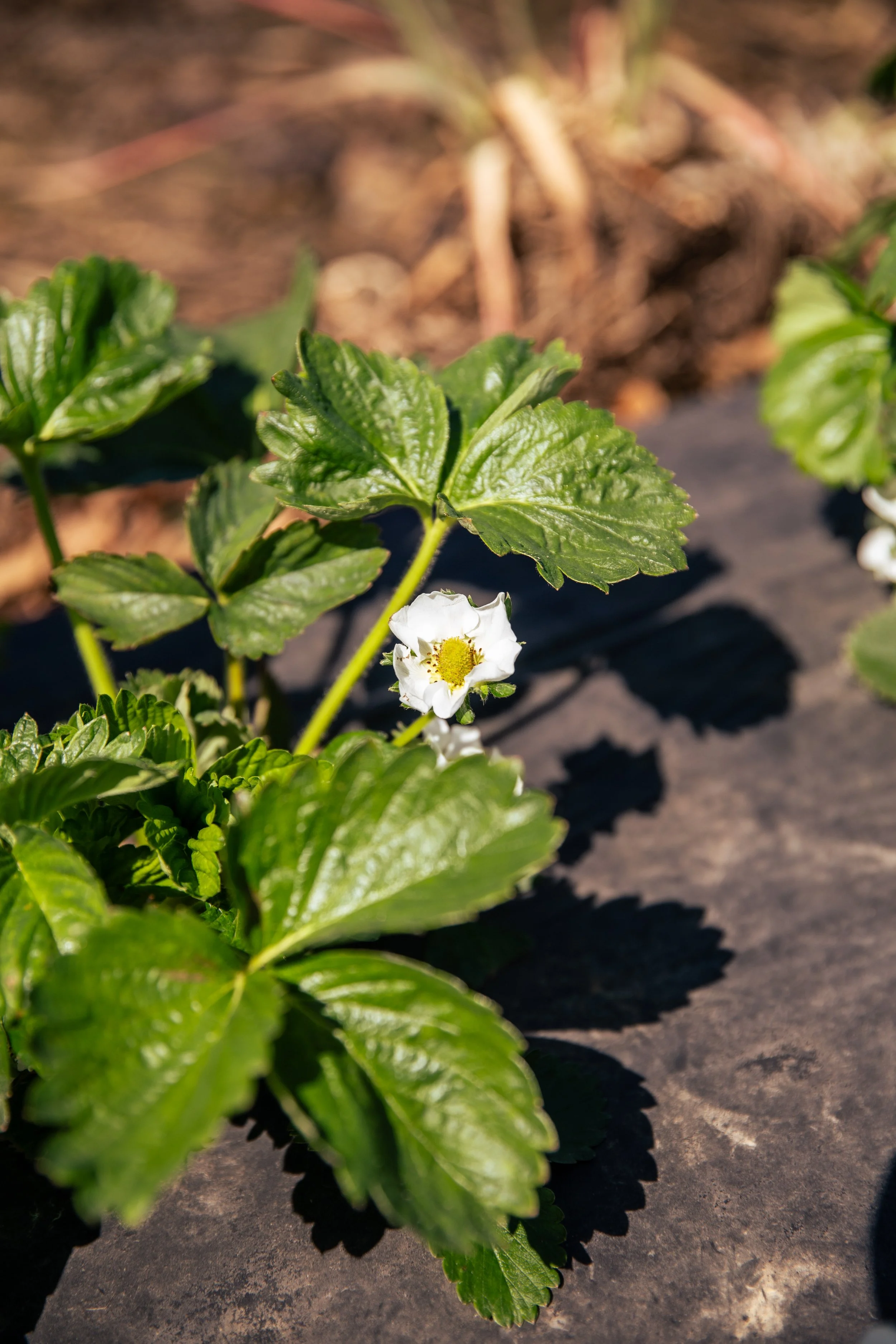 UrbanHillPhoto-HeadsFarm-85.jpg