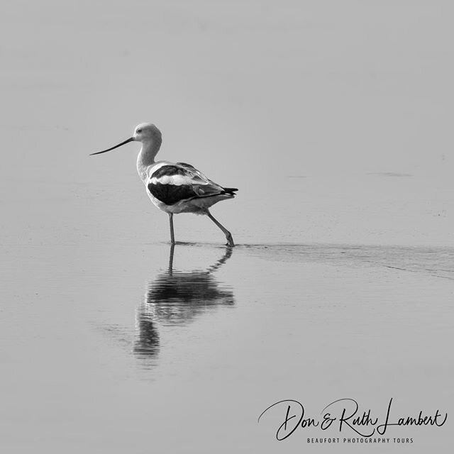 A socially distant avocet. Brought to you by Beaufort Photography Tours.