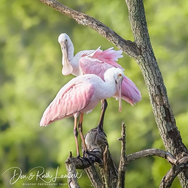 Roseate spoonbills. You&rsquo;ve got to see them to believe them, and we know where they are! Join us for the adventure!