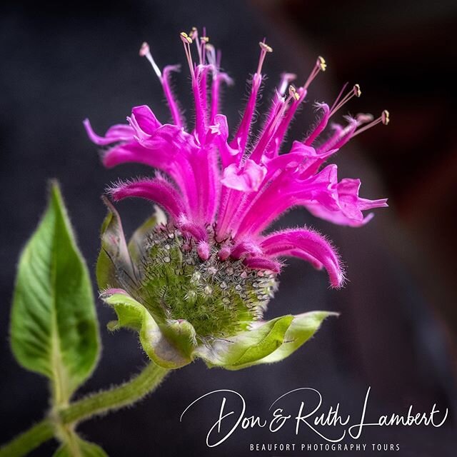 What do landscape photographers do during COVID? Practice macro with beautiful blooms from #wimbeecreekfarm !