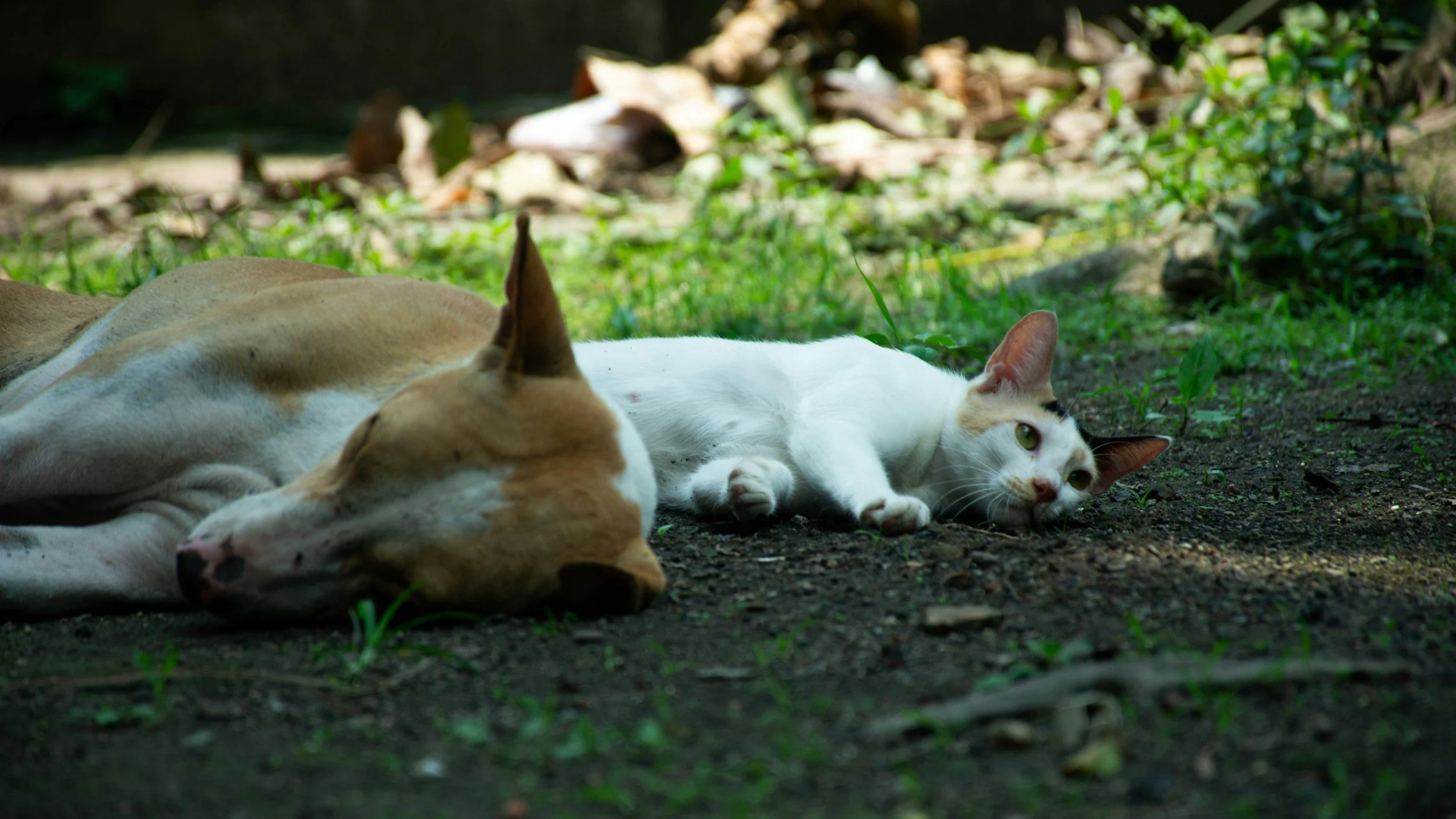 Pet or plant; partners in supporting our mental health