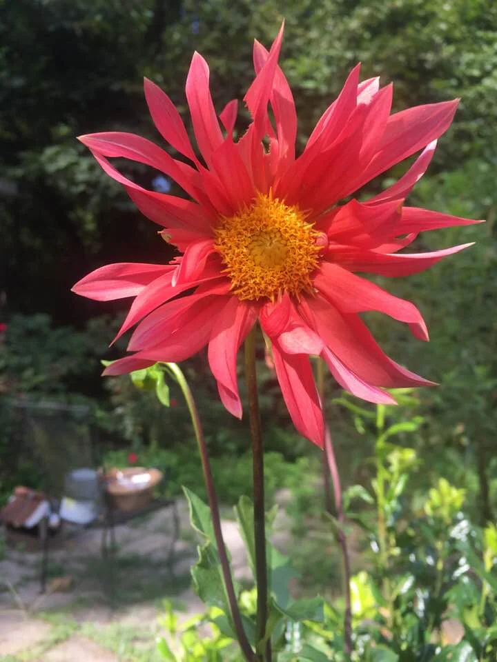 dahlia.jpg