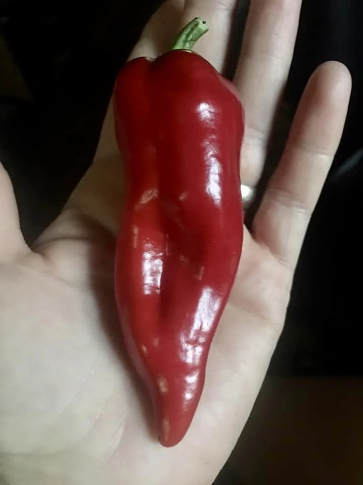 IS THAT A HOMEGROWN PEPPER OR ARE YOU JUST HAPPY TO SEE ME?
