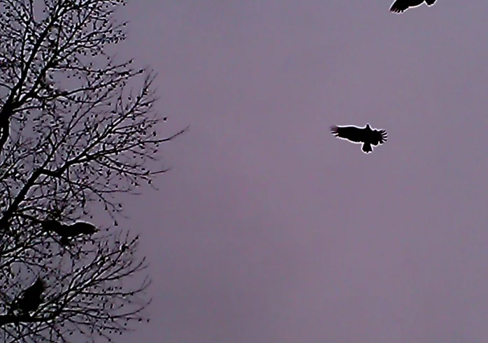 My vulture shows up every time I work a healing spell on our lost daughter. I’ve become accustomed to the pain.