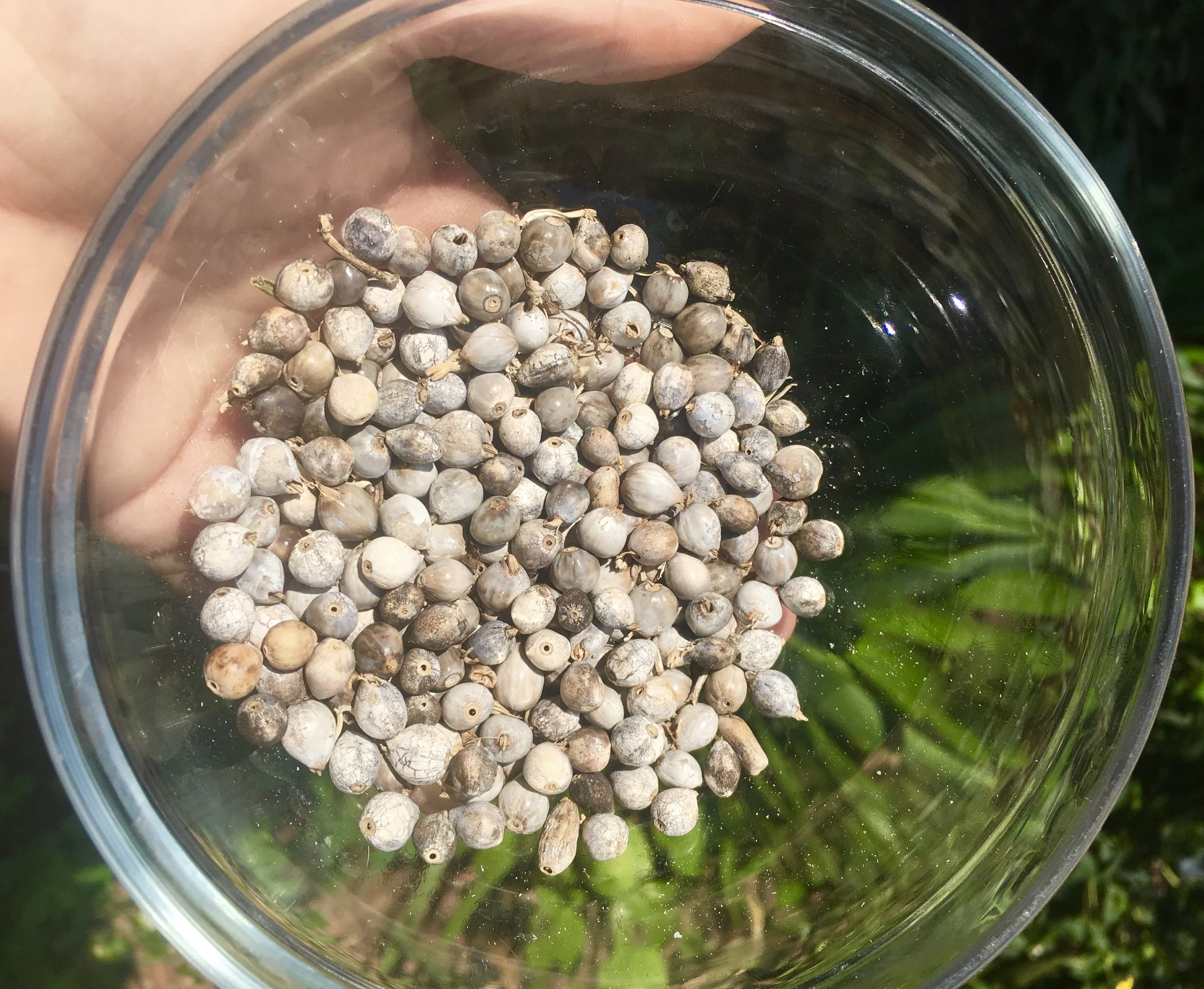 JOB'S TEARS: The Little Grass That Could (make jewelry)