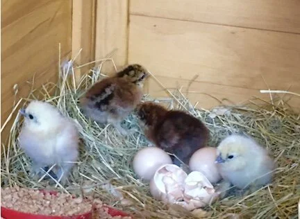 CHICKEN TALES: THE EGG THIEF 