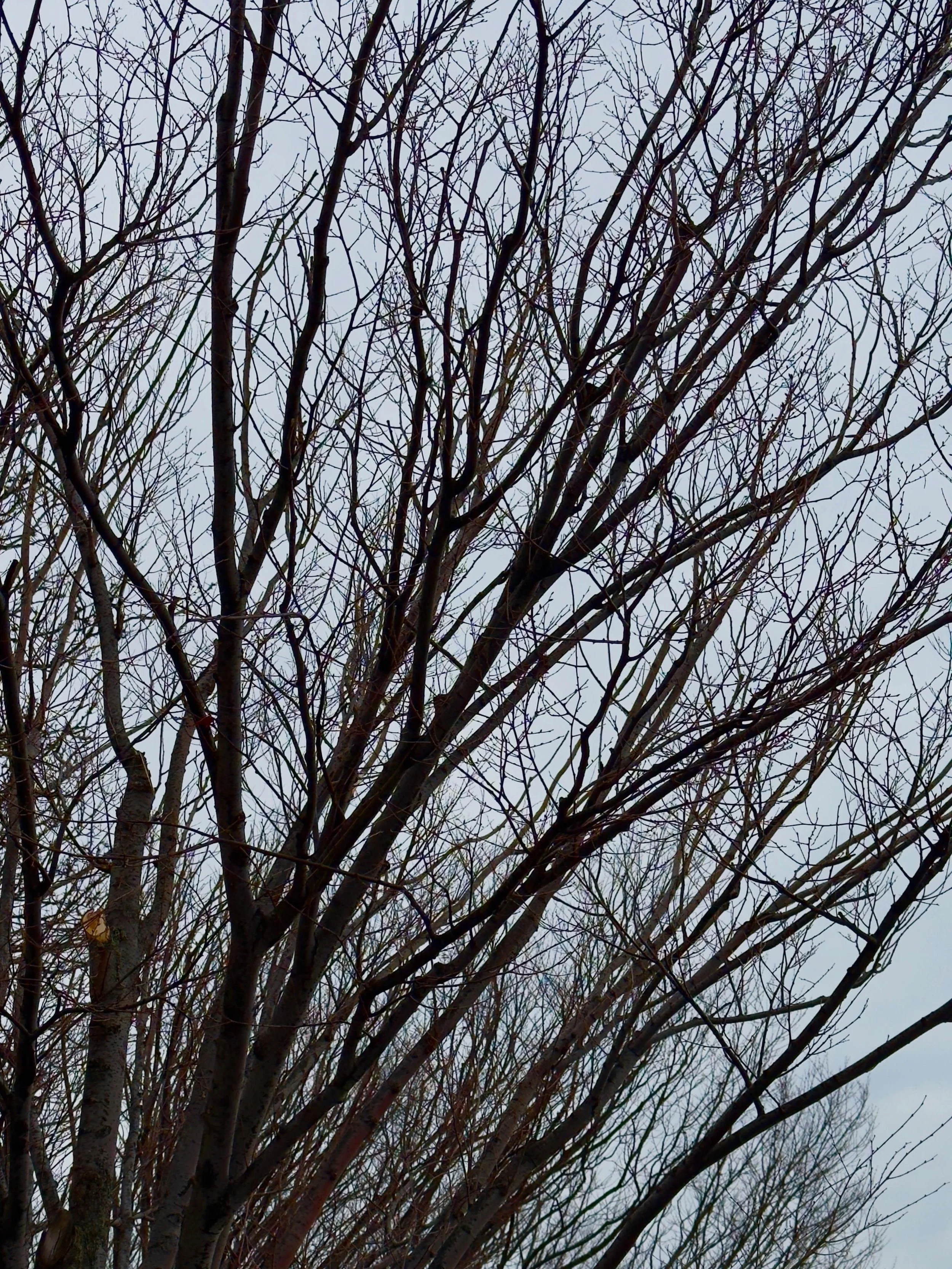 Bare Tree

By Nisi Ariana

https://nisi-ariana.pixels.com/featured/bare-tree-nisi-ariana.html